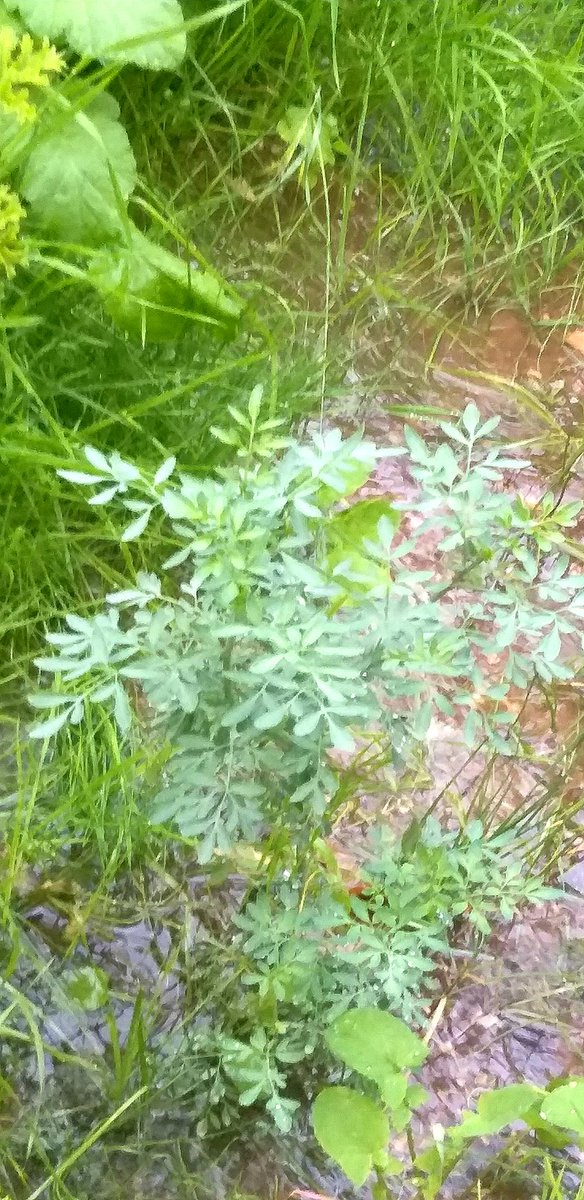 wk8star's tweet photo. #photography #NaturePhotography #Garden #citrus #Lemon #plants #Ruta #Basilicum #rain #December2025 https://t.co/nMHtbzqfEY
