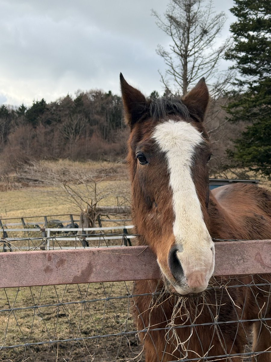 sida118's tweet image. 明日は、有馬記念でメイショウタバルが走るよ！
北海道から応援していてね！
 #メイショウドトウ #MeishoDoto 
 #ノーザンレイク