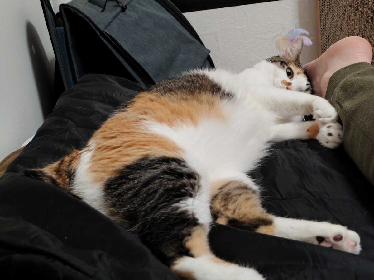 三毛猫様♡ありがとうございます♡ 三毛猫】チャンネル登録10,000人ありがとう動画（2023年8月21日