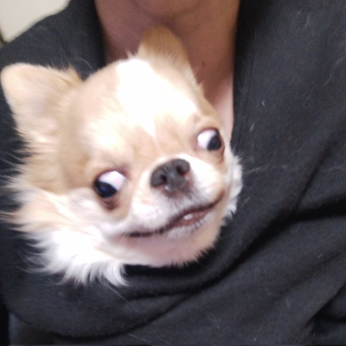 えちごやとちわわ (@echigoyamoke) / Posts / X