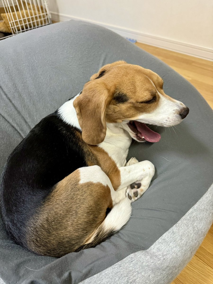 Post by ともん on X: あぁぁぁーーー