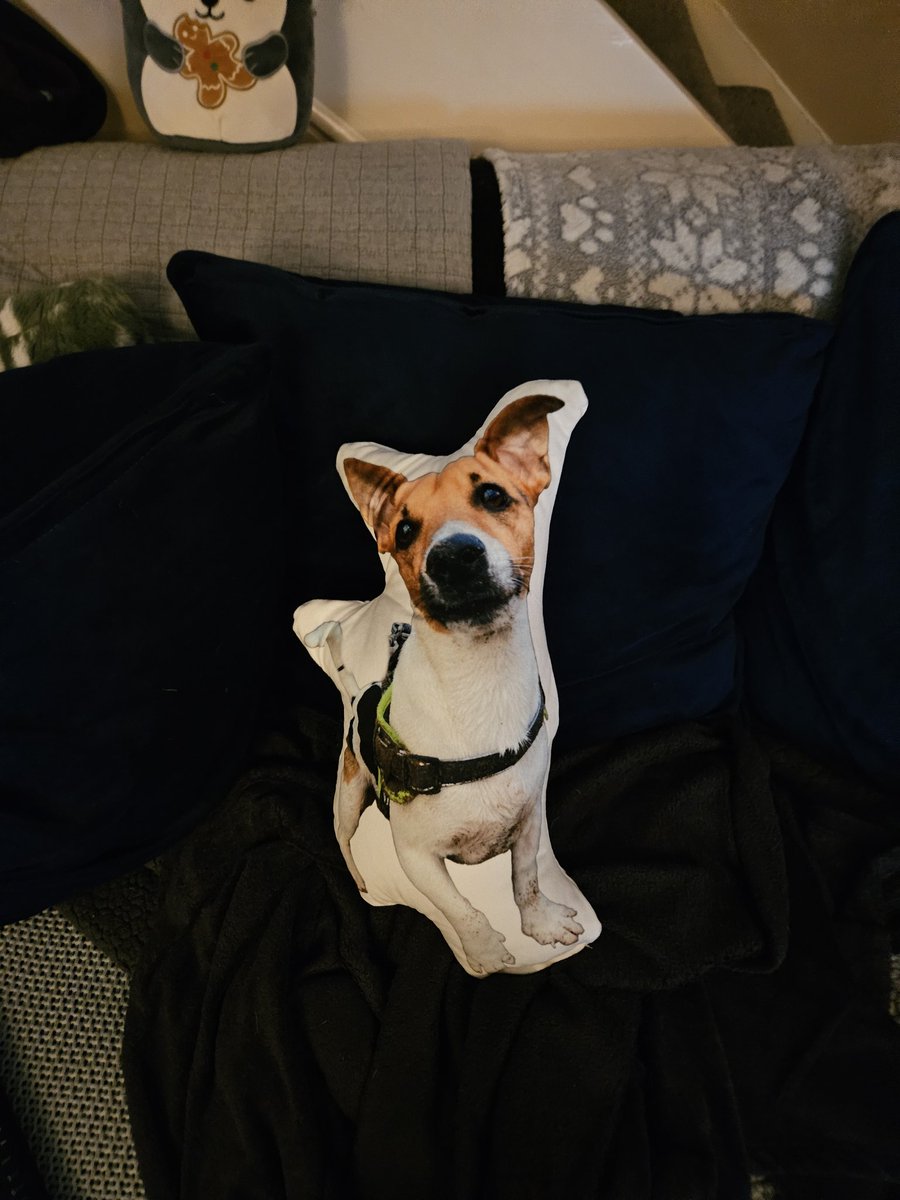 Forgot to post the new Ziggy cushion he got for Chrimbo!