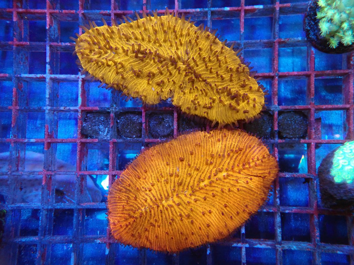 AF_BlueHarbor's tweet image. インドネシアAQUANEST
blueharbor.co.jp/shop/