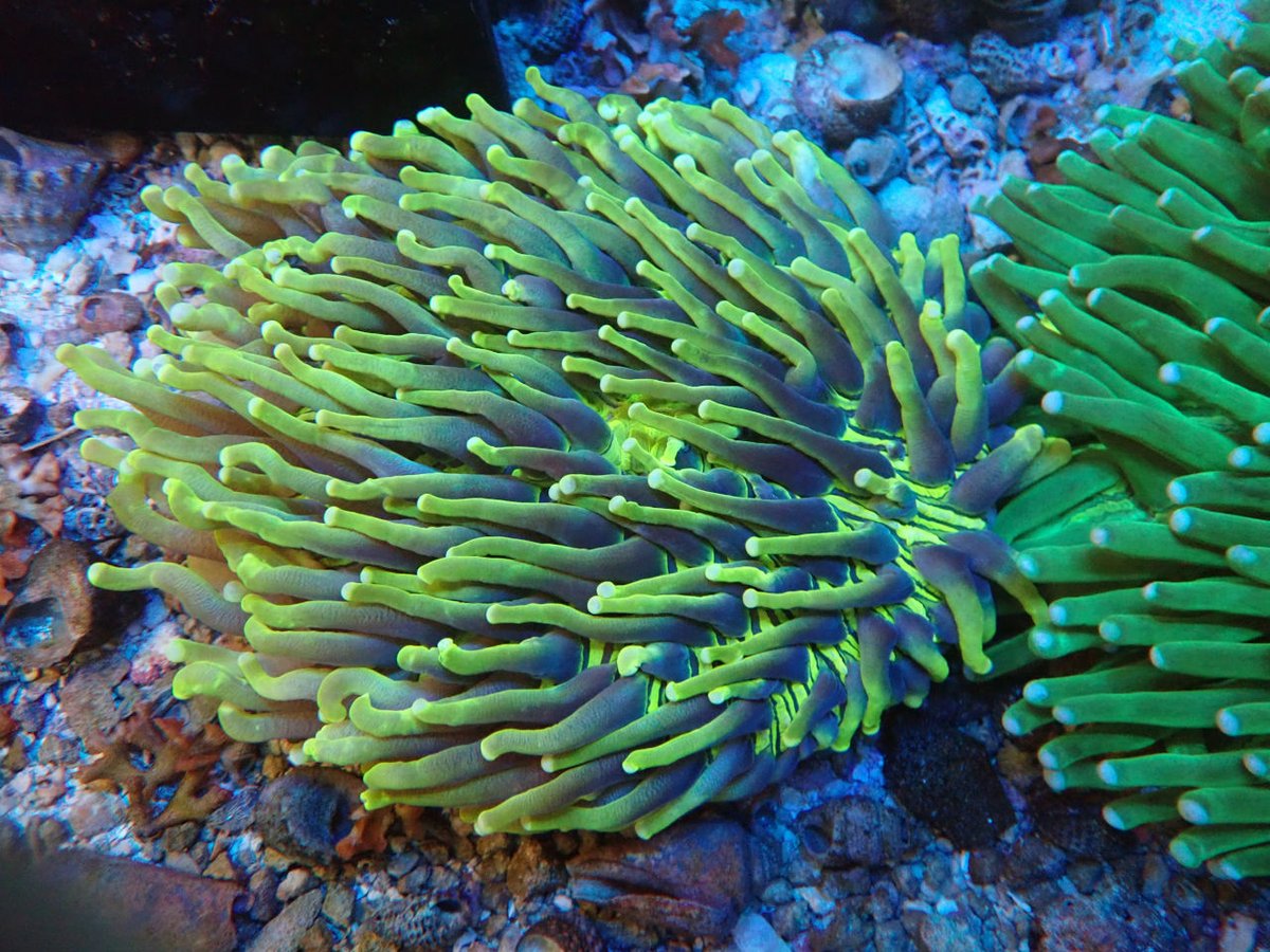 AF_BlueHarbor's tweet image. インドネシアAQUANEST
blueharbor.co.jp/shop/