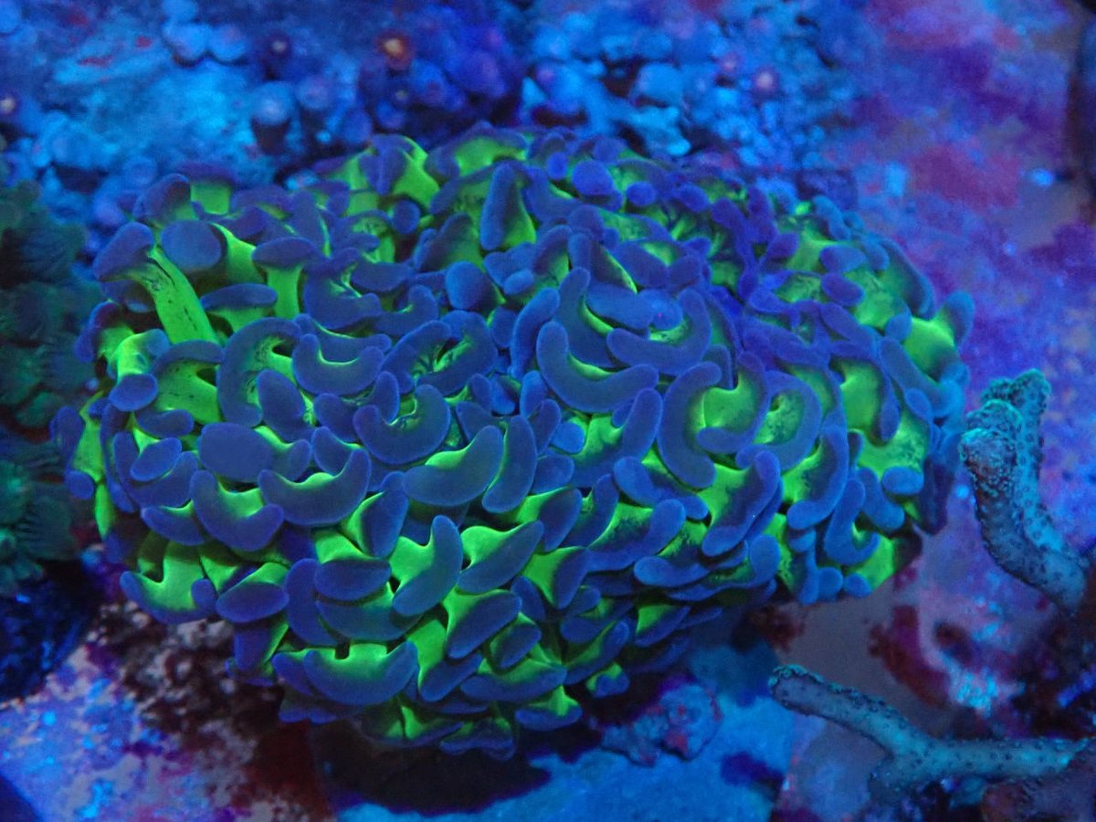 AF_BlueHarbor's tweet image. インドネシアAQUANEST
blueharbor.co.jp/shop/