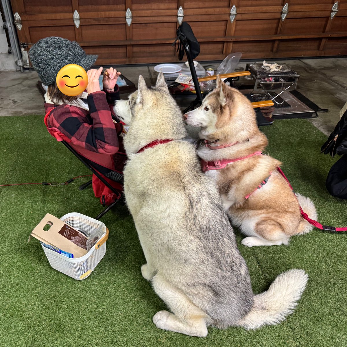 おこめつぶ様用 無洗米こつぶ姫 10kg (5kg×2袋) 国内産|お米通販 阿部ベイコク