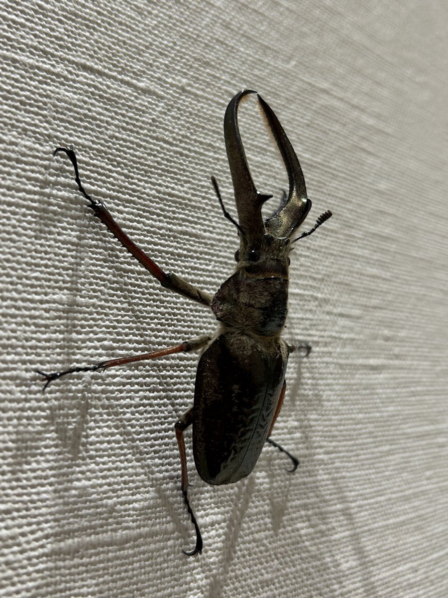 みかん (@MaNdarIN_3KAN03) / Posts / X