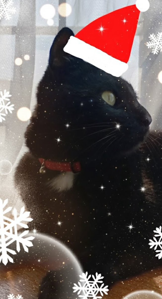 メガネをかけたねこ Amazon.co.jp: ランダムカラー 猫 眼鏡 メガネ 可愛い猫 ペット用