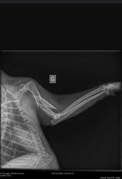 Leila__craft's tweet image. RT SVP 
Chat errant proprios décédés viens de subir un accident, emmené chez le veto et malheureusement les frais s’élèvent a plus de 2000 euros pour le soigner, soit il sera euthanasier, une famille d’accueil a deja été trouvé, lien de la cagnotte : 

onparticipe.fr/c/oTkYldEE