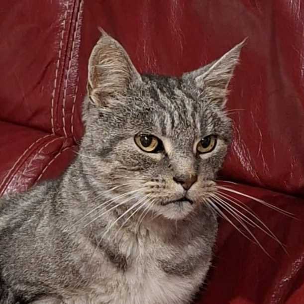 Leila__craft's tweet image. RT SVP 
Chat errant proprios décédés viens de subir un accident, emmené chez le veto et malheureusement les frais s’élèvent a plus de 2000 euros pour le soigner, soit il sera euthanasier, une famille d’accueil a deja été trouvé, lien de la cagnotte : 

onparticipe.fr/c/oTkYldEE