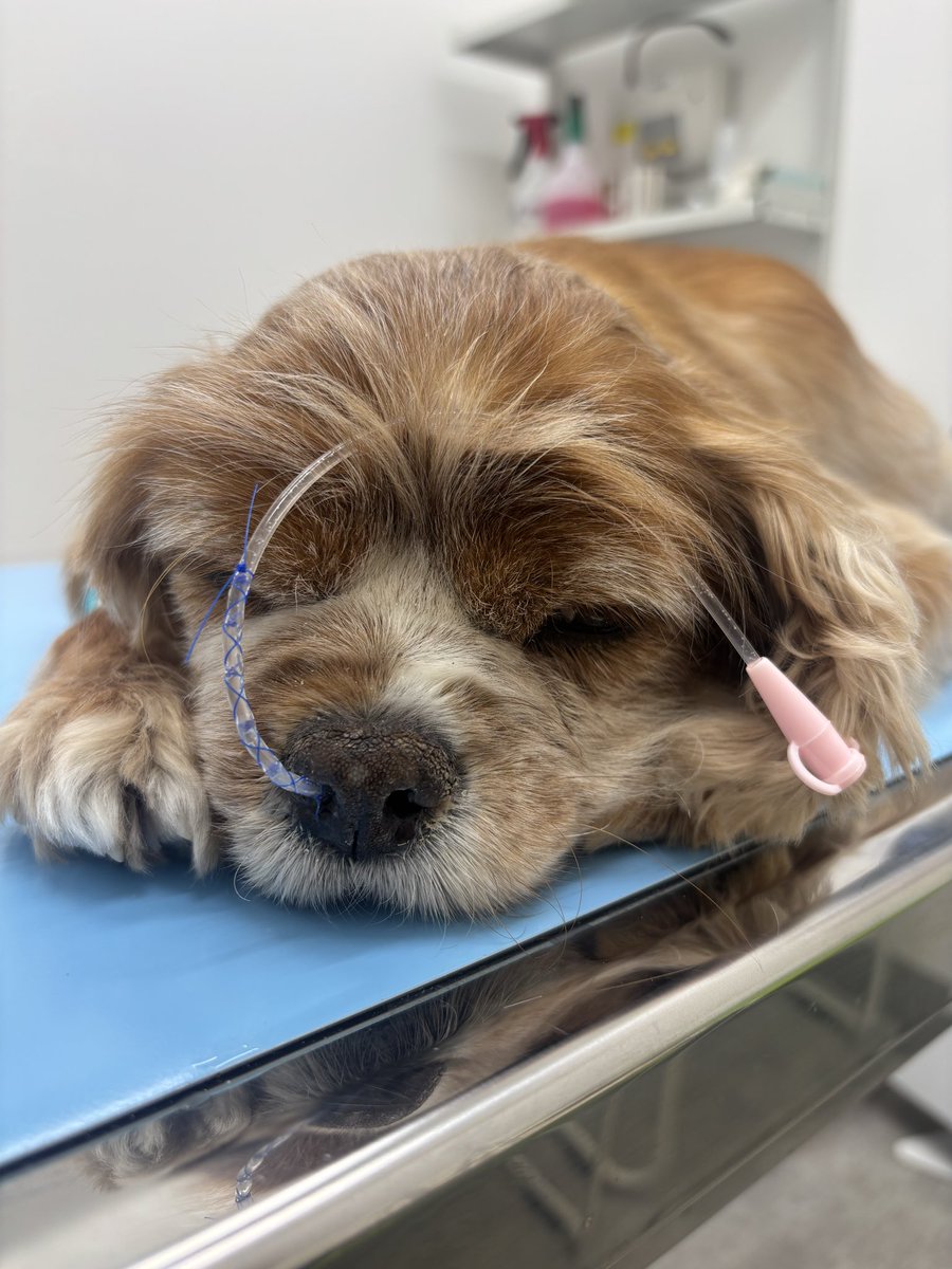 とみざわ tweet media