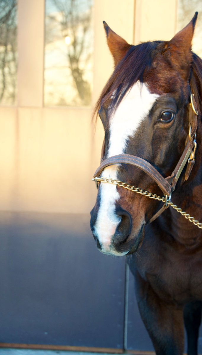 Dotto_san_'s tweet image. 荒ぶってない時はこんなにかわいいギム爺です