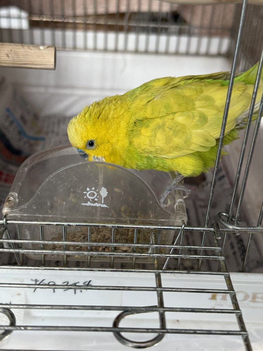 プロジェクト北極星💫 (@PJ_Polar_Star33) / Posts / X