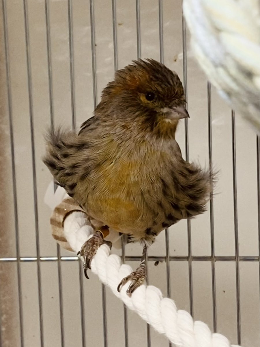 プロジェクト北極星💫 (@PJ_Polar_Star33) / Posts / X