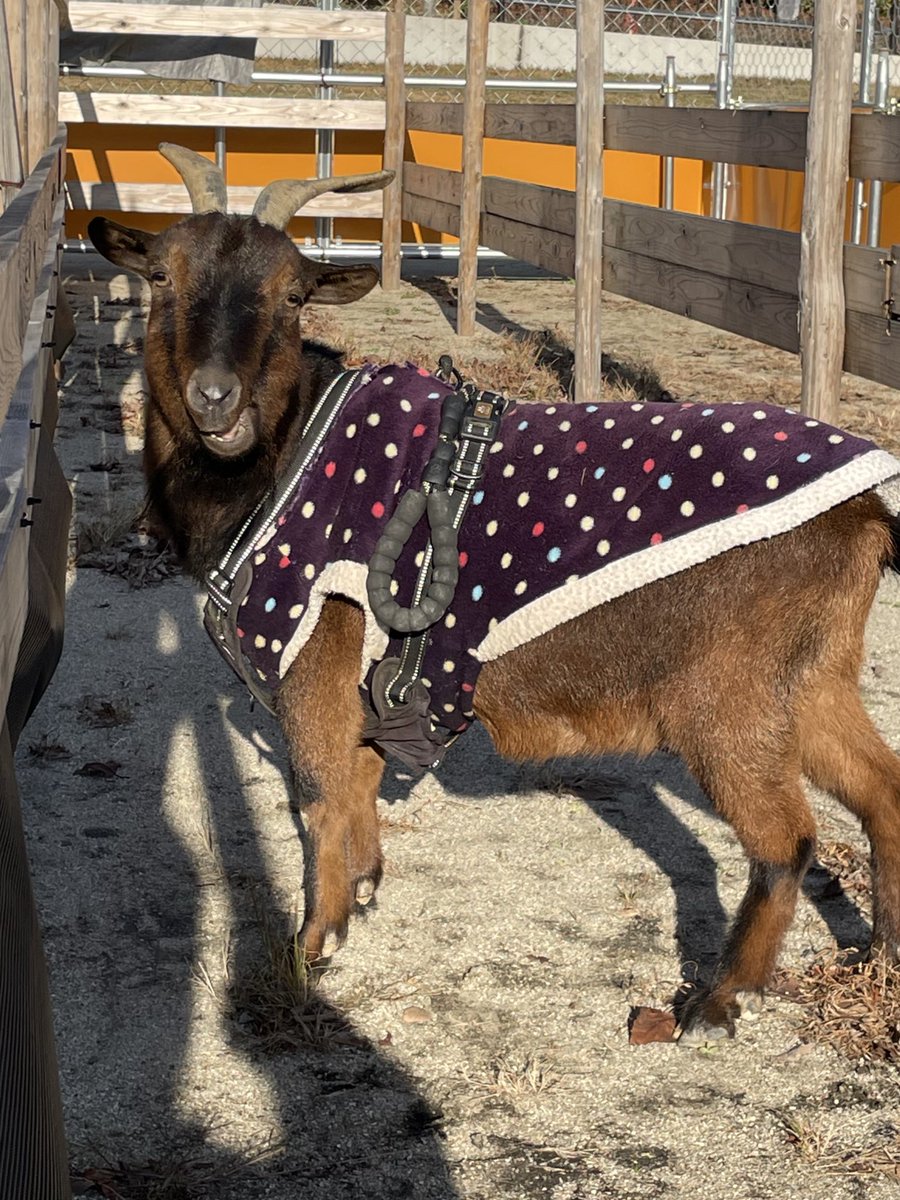 satsukiyama_zoo's tweet image. 本日はご来場ありがとうございました🐐
最初は少し警戒していた2頭ですが、徐々に慣れていく様子が見られました👀

ぜひ本日のお写真を
#ナナとユウ
と付けて発信していただけると嬉しいです✨️

ハチちゃんも元気にご飯を食べ、常にしっぽがあがっていたので楽しんでくれていたようです🐐