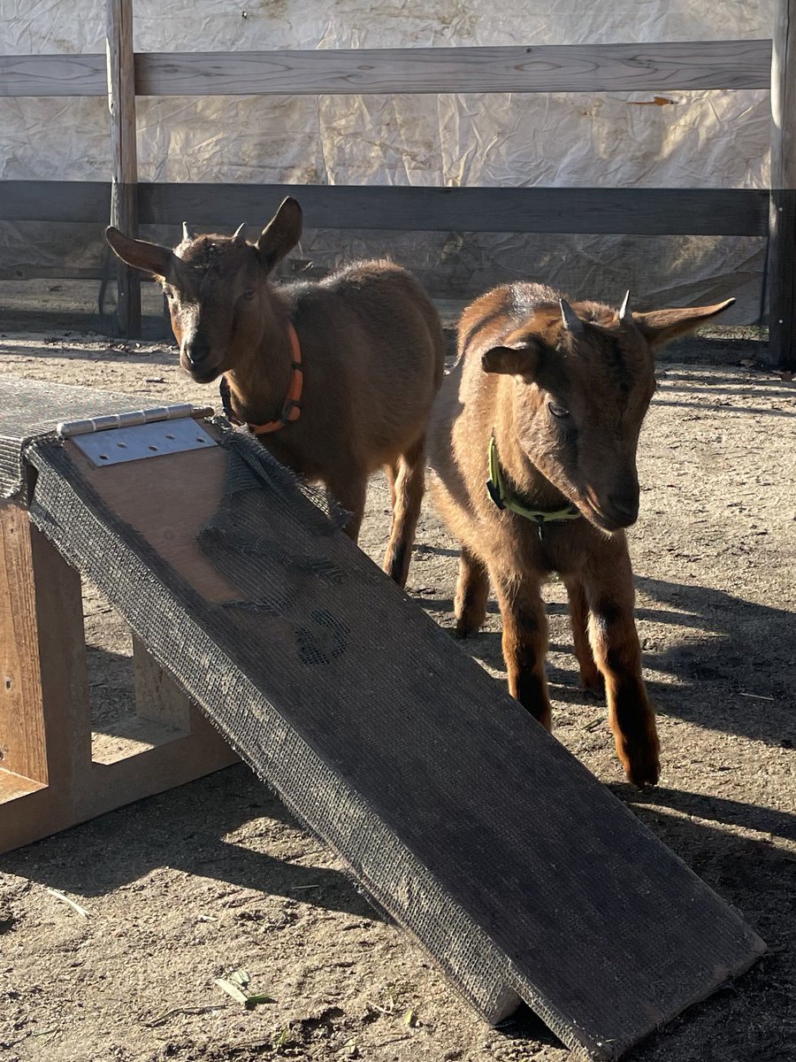 satsukiyama_zoo's tweet image. 本日はご来場ありがとうございました🐐
最初は少し警戒していた2頭ですが、徐々に慣れていく様子が見られました👀

ぜひ本日のお写真を
#ナナとユウ
と付けて発信していただけると嬉しいです✨️

ハチちゃんも元気にご飯を食べ、常にしっぽがあがっていたので楽しんでくれていたようです🐐