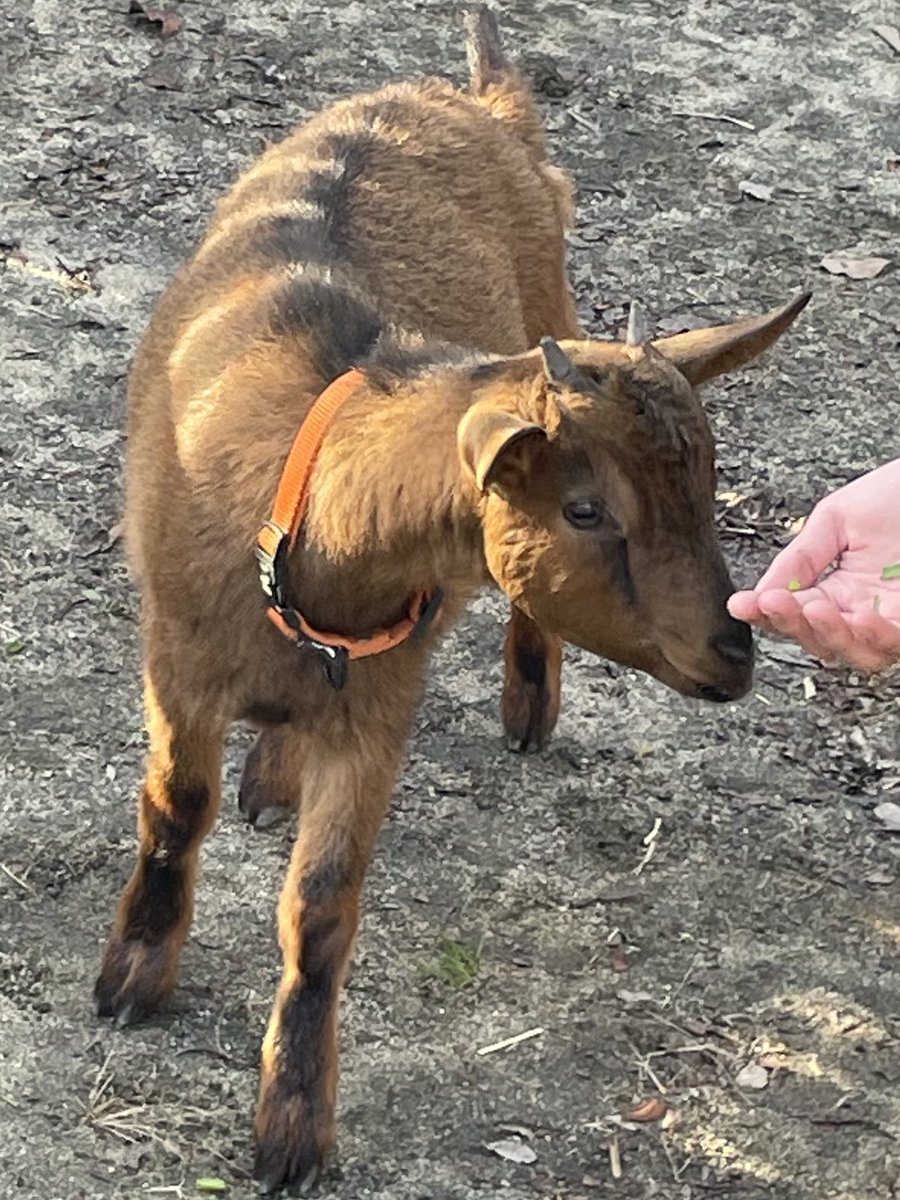 satsukiyama_zoo's tweet image. 本日はご来場ありがとうございました🐐
最初は少し警戒していた2頭ですが、徐々に慣れていく様子が見られました👀

ぜひ本日のお写真を
#ナナとユウ
と付けて発信していただけると嬉しいです✨️

ハチちゃんも元気にご飯を食べ、常にしっぽがあがっていたので楽しんでくれていたようです🐐