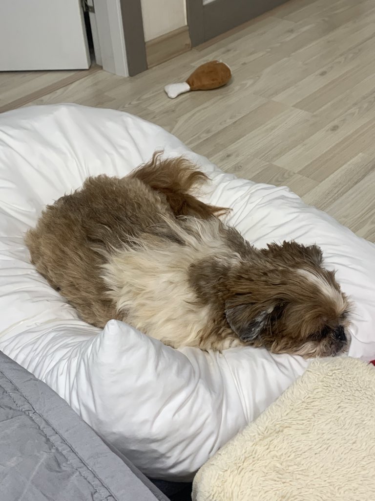 쫑이 북술털 다 밀었어유