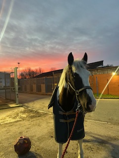 GMP Tactical Mounted Unit tweet media