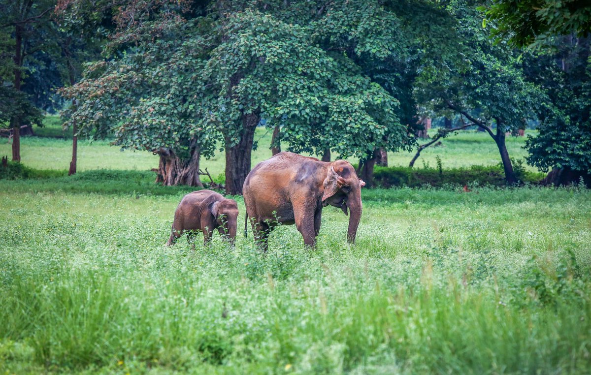 JharIndex_Offl's tweet photo. Betla National Park,  Palamau Tiger Reserve, Hazaribagh and Udhwa Bird Sanctuary reflect Jharkhand’s rich biodiversity—home to elephants, big cats, and rare species. Elephant is the state animal of the state.
🐅 #JharkhandWildlife https://t.co/on7YF6cIWe
