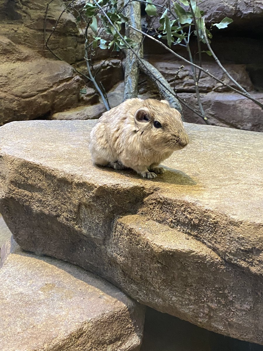 Maki (photo) (@luckysquirrel1) / Posts / X