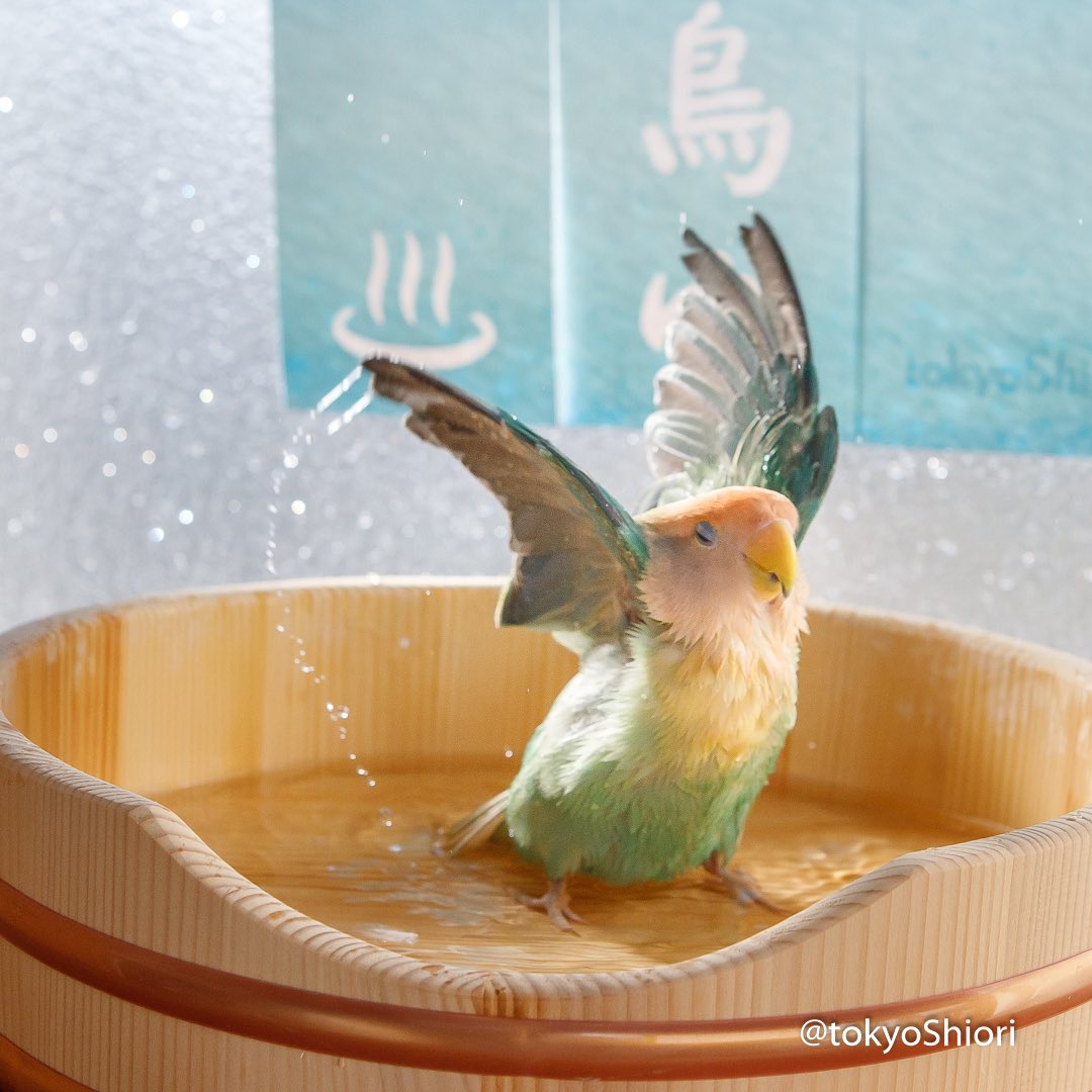 tokyoshiori's tweet image. 桶で水浴び。
「鳥ゆ」暖簾、かけてみました。