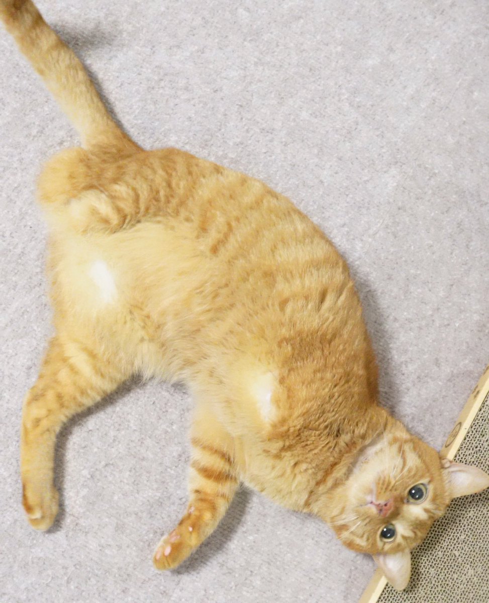 にゃんちゅー (@Nyanchu_1011) / Posts / X