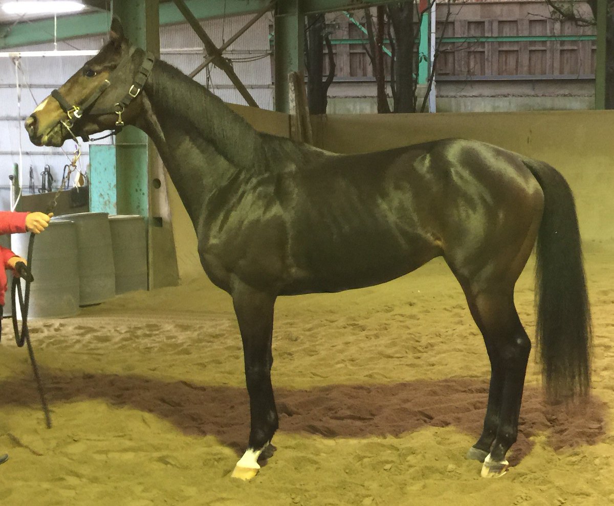 【希少】スタリオン・レヴュー 1987 vol.15 サラブレッド血統センター 希少】スタリオン・レヴュー 1987 vol.15 サラブレッド血統センター