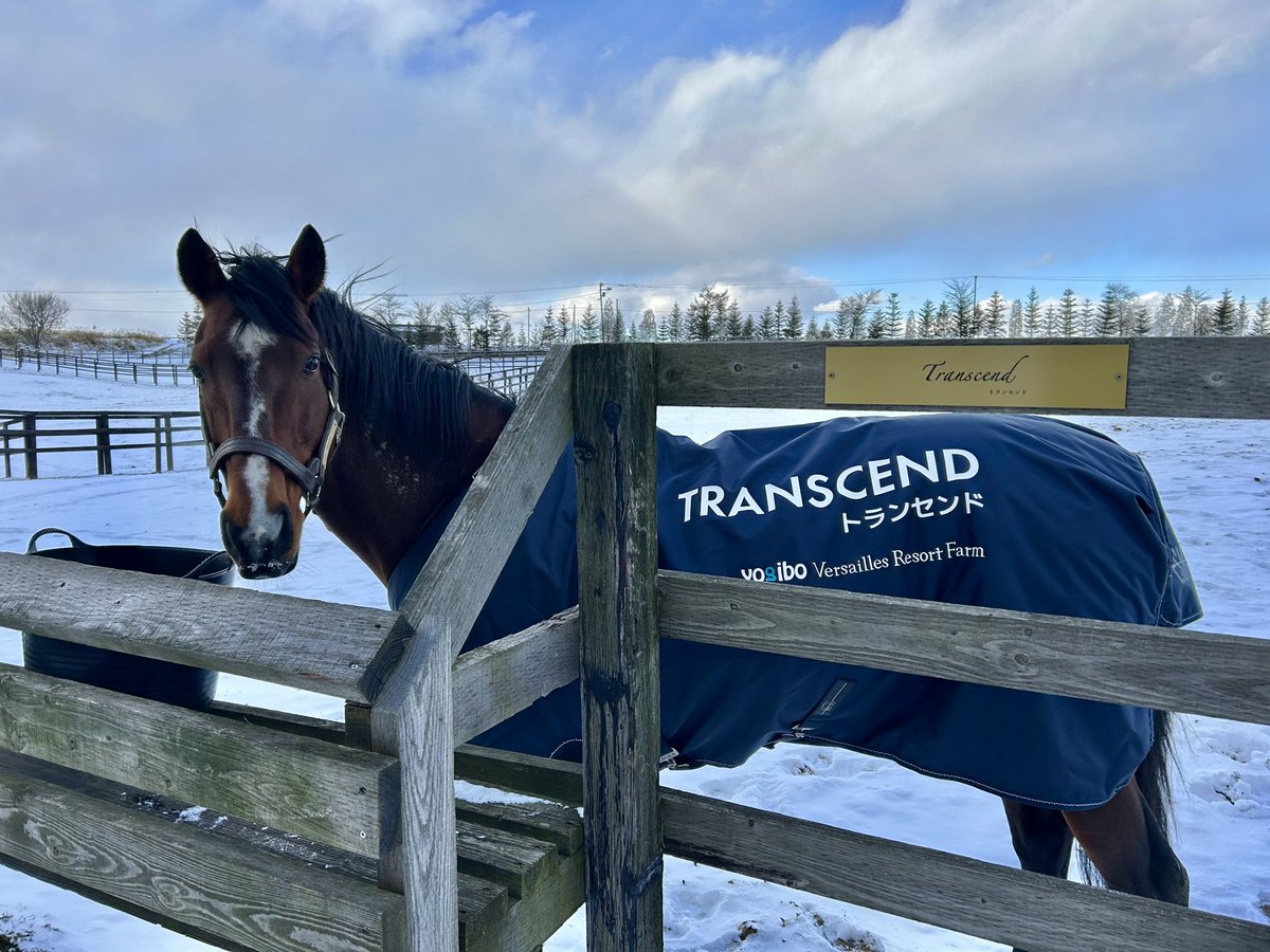 ぴょんぴょんうま (@tFb3Ozev5F46449) / Posts / X