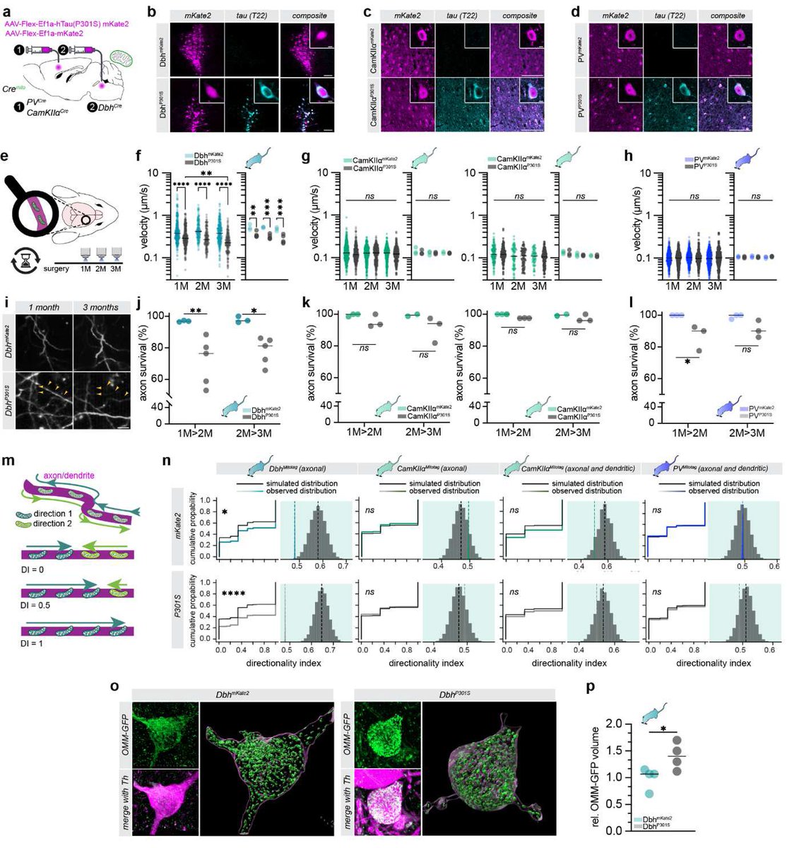 thmonk_pf's tweet image. 成体脳の軸索mitochondria輸送は高速3D in vivo imgingで検証すると従来報告の10倍高い

青斑核神経は高速輸送(&amp;gt;1μm/s)を示すがP301S tau発現により選択的に輸送障害と軸索変性が生じ順行性輸送の障害により細胞体にmitochondriaが蓄積

#Alzheimers 
#mitochondria 
#papers 
researchsquare.com/article/rs-762…