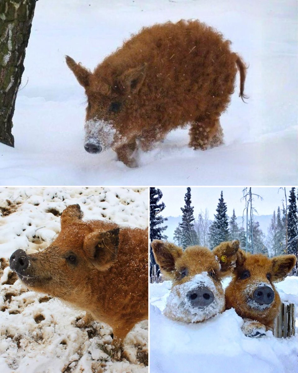 samrujlok's tweet image. #หมูหยองของแท้ 🐷
Mangalica คือหมูพื้นบ้านหายากจากประเทศฮังการี พัฒนาสายพันธุ์ขึ้นตั้งแต่ช่วงกลางศตวรรษที่ 19 จุดเด่นของมันคือขนหยิกฟูคล้ายขนแกะ จนได้รับฉายาว่า “หมูแกะ”

หมูสายพันธุ์นี้มีการเพาะเลี้ยงอยู่เพียงไม่กี่ฟาร์มทั่วโลก ตัวโตเต็มวัยสามารถมีน้ำหนักได้มากถึง 350 ปอนด์…