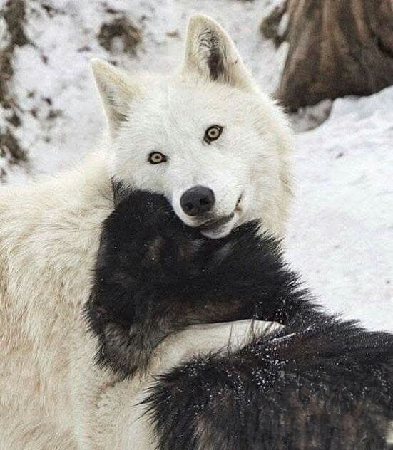 de_observer's tweet image. Buenos días Juana, igualmente para ti amiga 💪🫂🐺💜♥️😘🌹
#APOYOROCIO27D