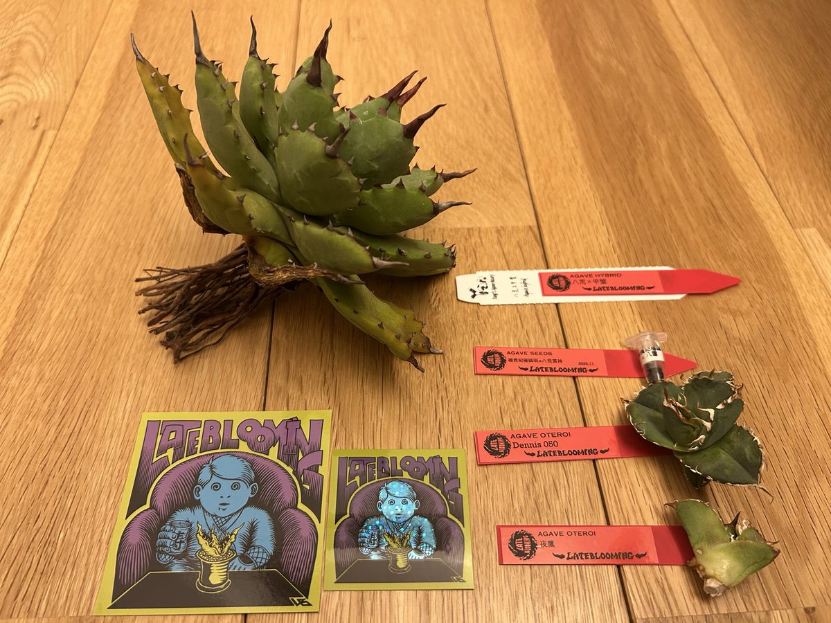 dennis産レア株】アガベ dennis039 子株 2025年最新】DENNIS アガベの