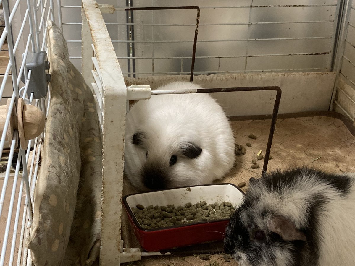 Post by ちな on X: おもちちゃん