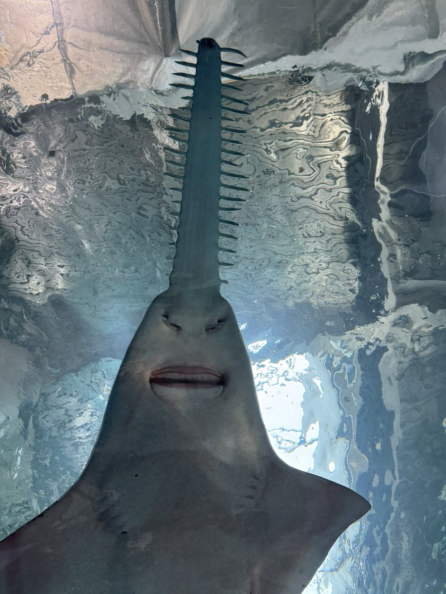 rafu_dog's tweet photo. 水族館にデンジみたいなエイがいましたよ
#ムニラジ写真 https://t.co/0Rq9UWcupV