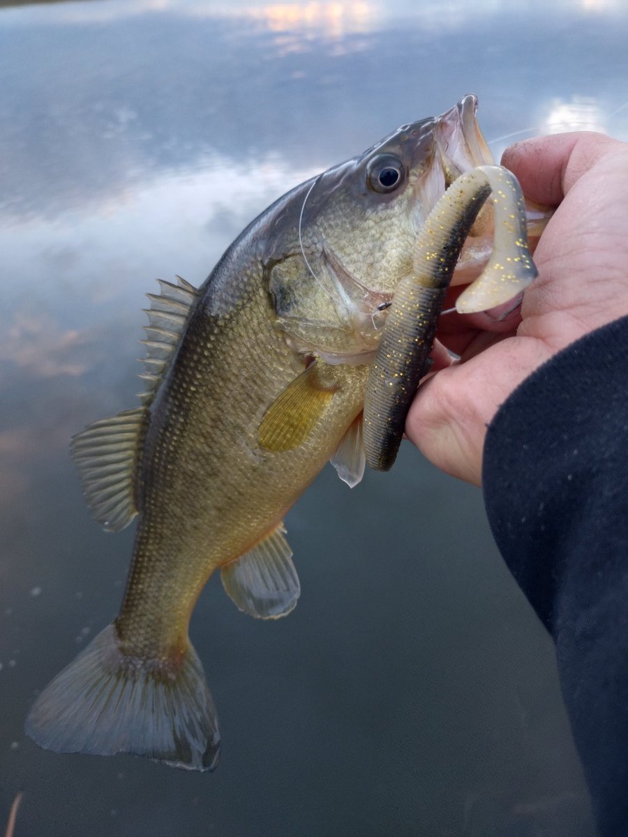 仕事納めでした😊
サカマタ5とMJシャッドテールできた✨今年はこれでおかっぱりは終わりかな？
明日はボートで50釣りたいな😁