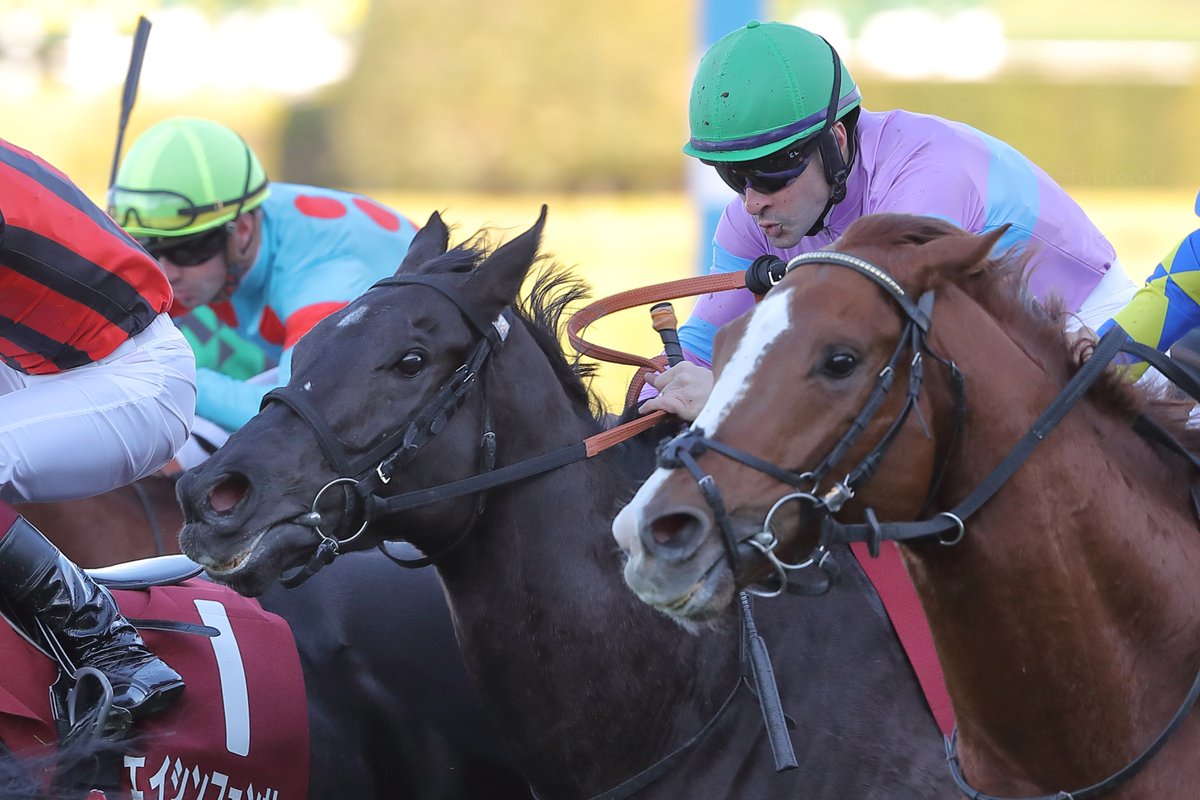2025年12月27日（土）阪神競馬場

☆11R🥈阪神カップ
ナムラクレアとC・ルメール騎手

勝っても負けてもナムラクレアで決め打ち📷高松宮記念へ直行ならこれが関西で撮れるラストチャンスやしね😊

無事に本番を迎えてもらいたいです👍