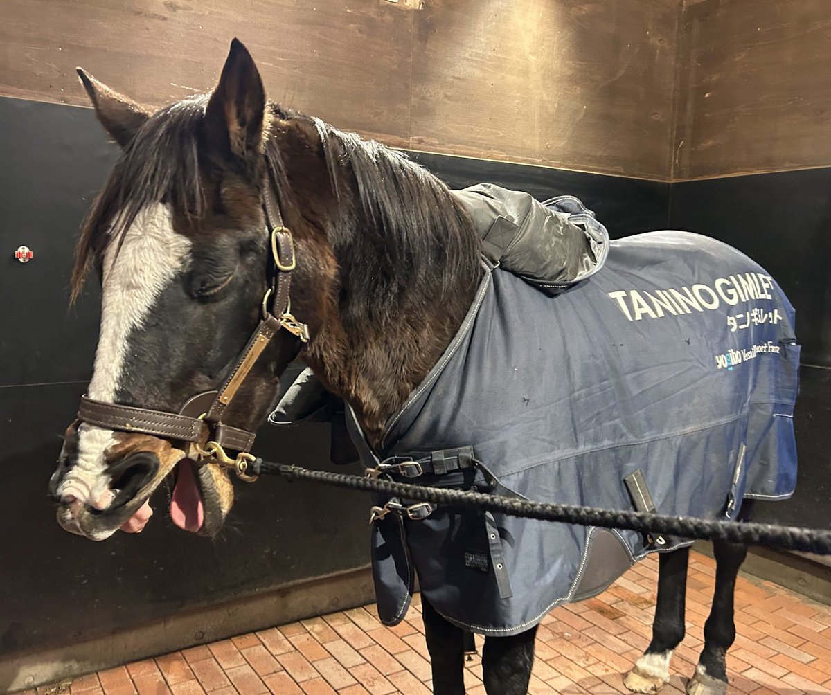 馬ページ 馬の紹介 - ベルホースファーム