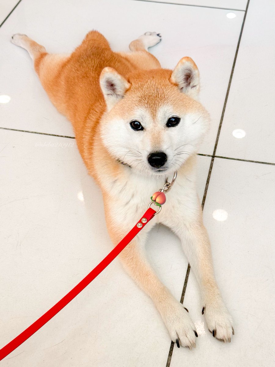 柴犬もも (@shiba210912) / Posts / X