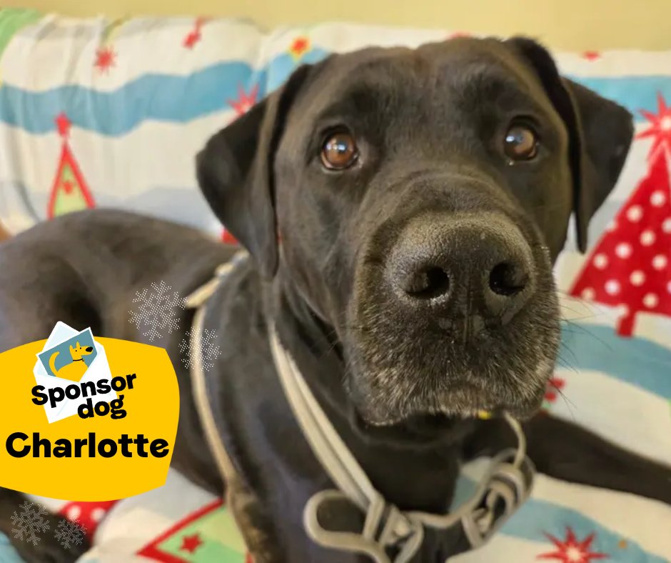 DogsTrust's tweet image. Charlotte is here to grace your newsfeed for day three of the 12 days of sponsor dogs 🐶

She's a big girl who sometimes pretends to be a lap dog 😂 Charlotte has been at @DT_Canterbury for a few years now and the staff adore her!

Charlotte's profile: bit.ly/3XMVuIw