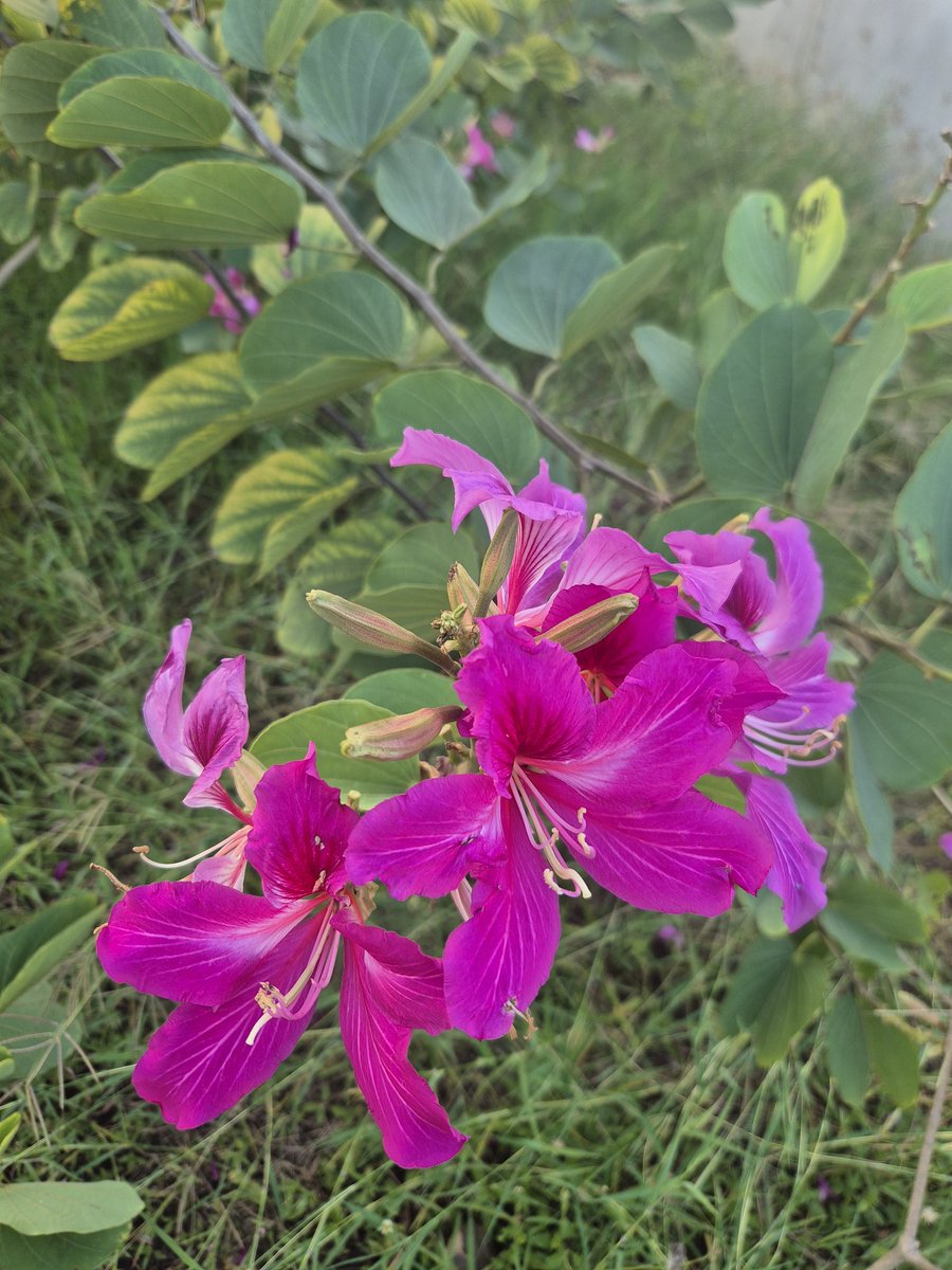 ดอกชงโคที่หลังบ้านสีสวย