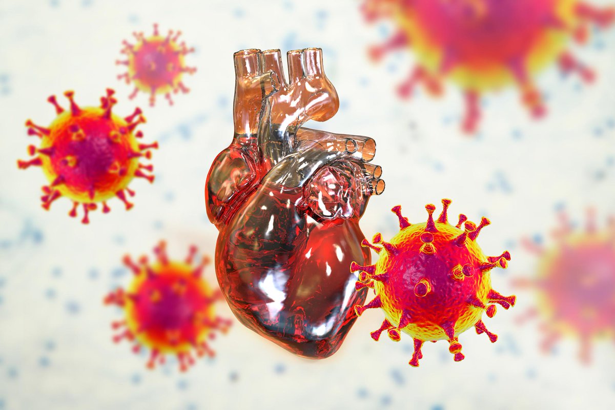 MarioNawfal's tweet image. IMMUNE OVERLOAD: WHY COVID VACCINES CAN CAUSE MYOCARDITIS

Stanford scientists just cracked the code on why some young men develop heart inflammation (myocarditis) after mRNA COVID shots - and it’s not random.

Turns out, it’s a two-step immune overreaction. First, the vaccine…