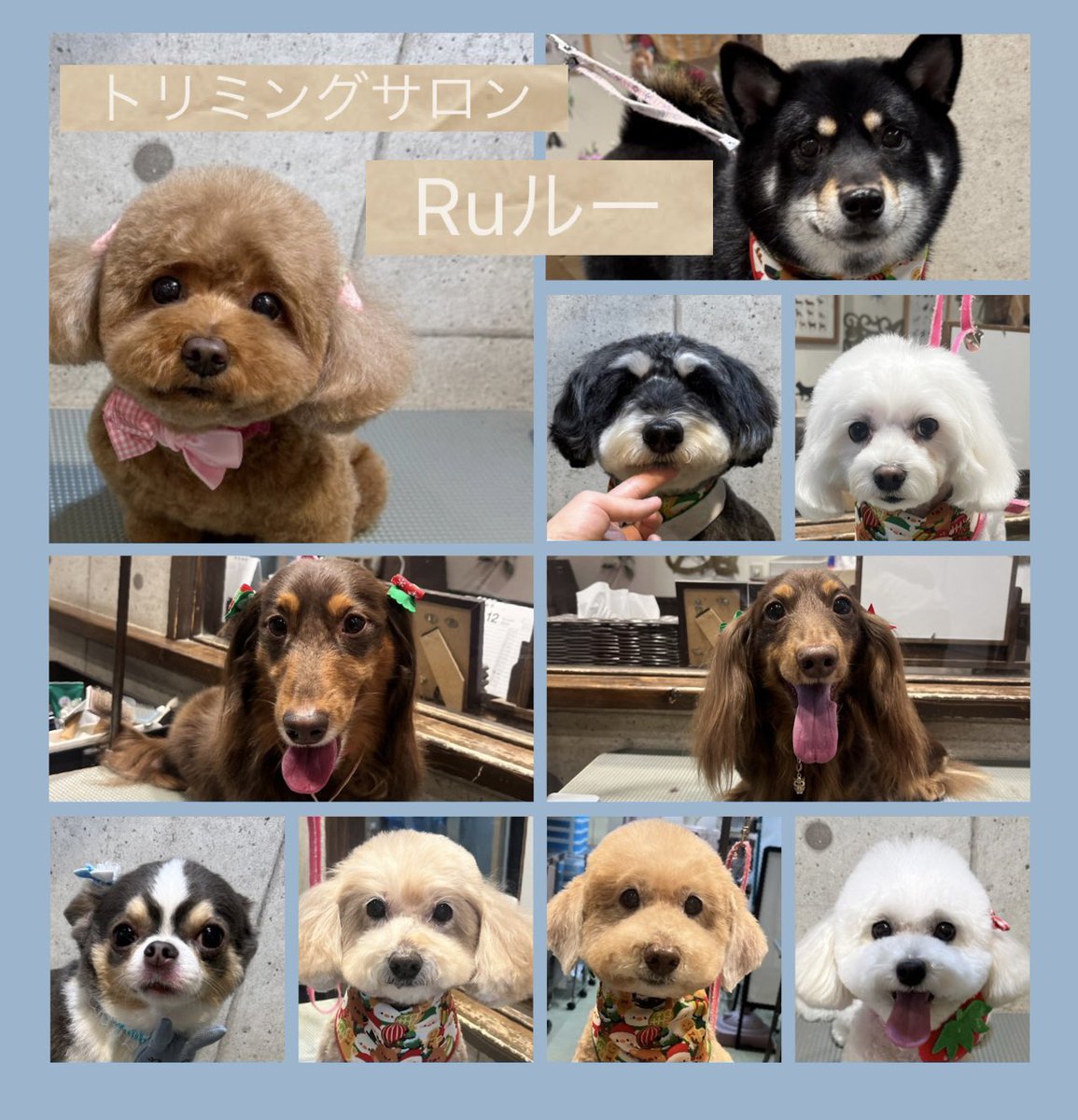 ♡トイプードルのレイちゃん
♡柴犬のてまりちゃん
♡ハーフのケイくん＆エルちゃん
♡ミニチュアダックスのパインくん＆タルトくん
♡チワワのタナくん
♡トイプードルのロニィちゃん＆ルフィくん
♡トイプードルのカイちゃん
です（╹◡╹）
.
.
.

いつもありがとうございます♡