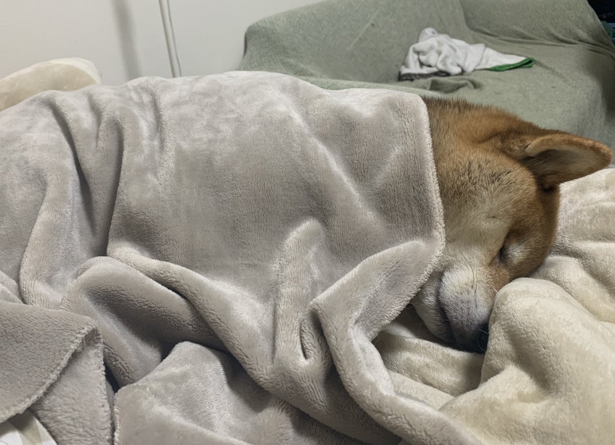 kuuqq99's tweet image. ドッグランで遊び疲れてスヤスヤ〜