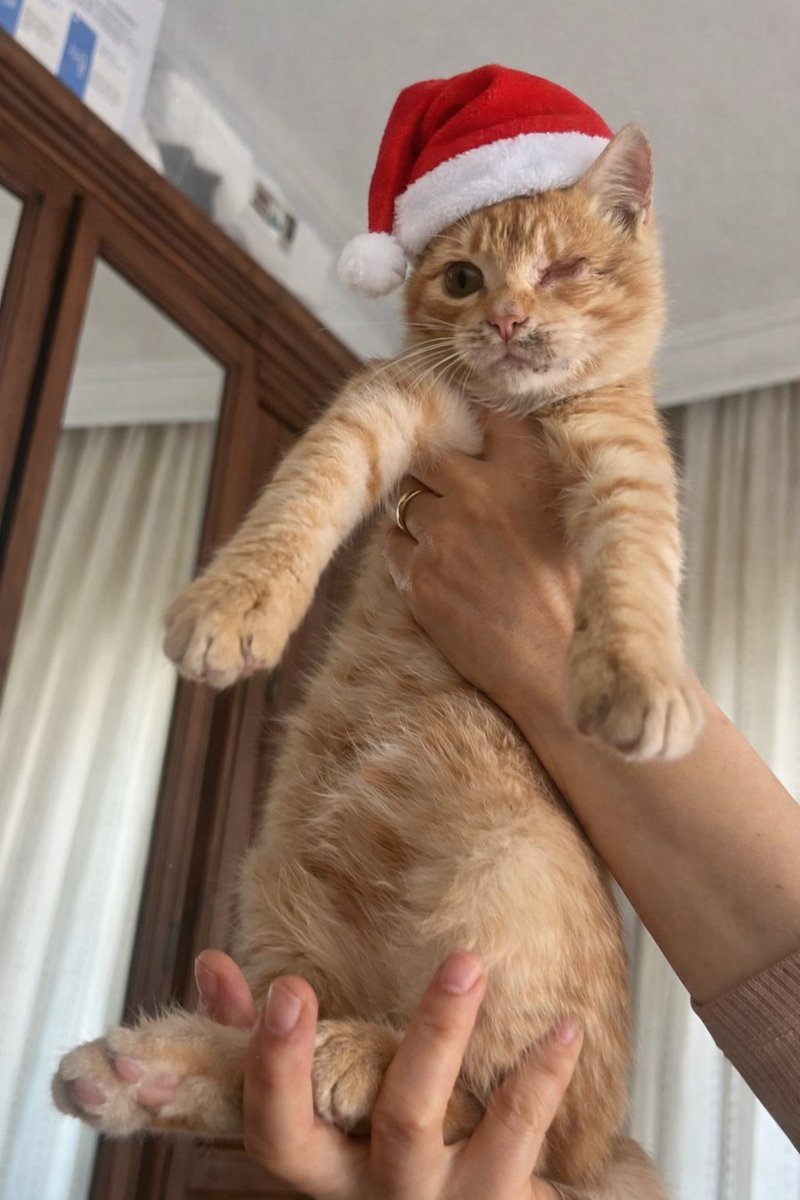 Noel babadan tek dileğim yeni yıla sıcacık yuvamda girmek dostlarım
3 aylık erkekim.
Tek gözüm olmadığı için beni kimse istemedi.
İstanbul'da ömürlük yuvamı arıyorum. 
Nuel şapkamı da giydim. Sizce Noel baba dileğimi gerçekleştir mi? 
İletişim: 0533 657 18 31 <a href="/HamisMehtap/">Mehtap Hamiş</a>