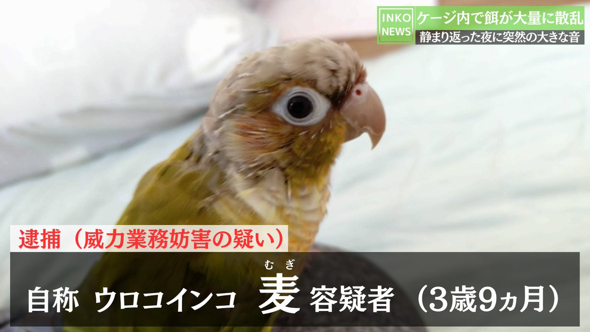 shirotan27's tweet image. 第10弾🚨インコニュースの時間です😊
x.com/shirotan27/sta…