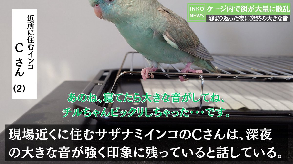 shirotan27's tweet image. 第10弾🚨インコニュースの時間です😊
x.com/shirotan27/sta…