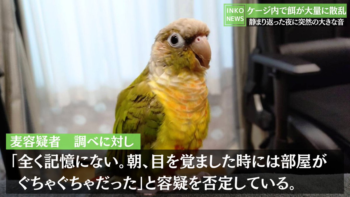 shirotan27's tweet image. 第10弾🚨インコニュースの時間です😊
x.com/shirotan27/sta…