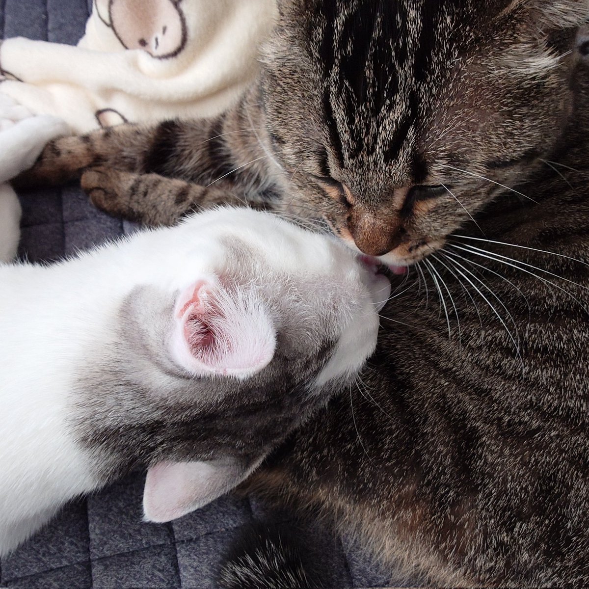 やまねこ。 (@_yama_neko_) / Posts / X