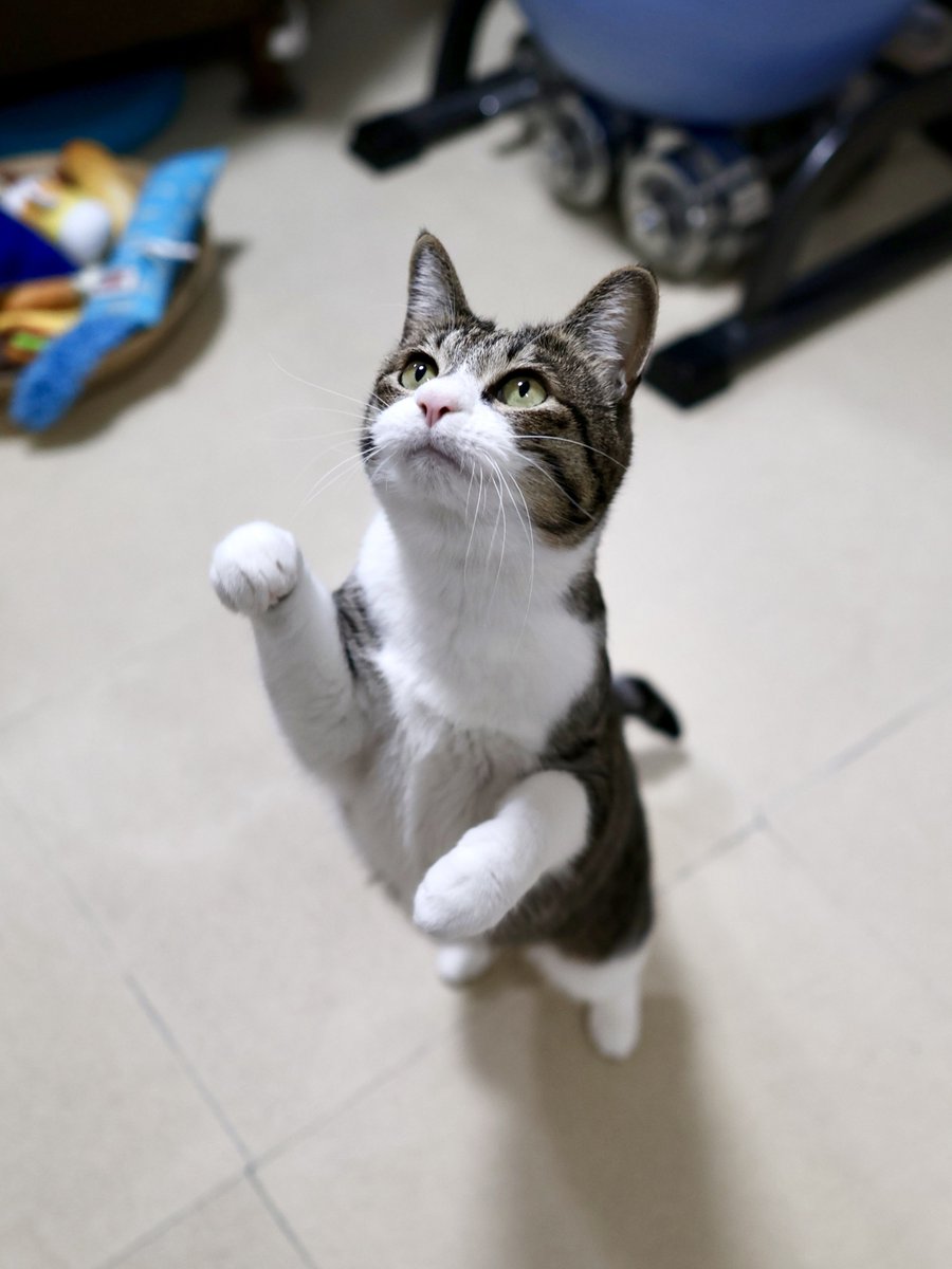 ぎんのねこ (@ginnonekoch) / Posts / X